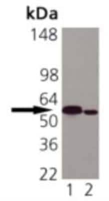 Western Blot: Calreticulin Antibody (FMC 75) [NBP1-97502]