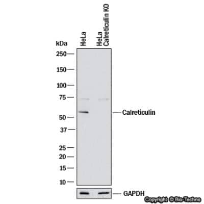 Knockdown Validated: Calreticulin Antibody - BSA Free [NB600-101]