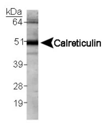 Western Blot: Calreticulin AntibodyBSA Free [NB600-101]