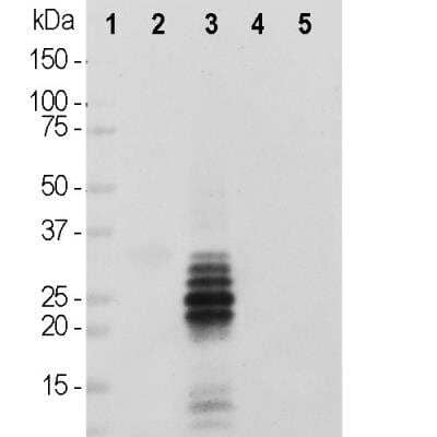 Western Blot: Calretinin Antibody (3G9) [NBP2-50042]