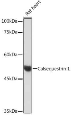 Western Blot: Calsequestrin 1 Antibody (5P6U2) [NBP3-15831]