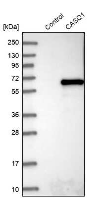 Western Blot: Calsequestrin 1 Antibody [NBP1-88181]