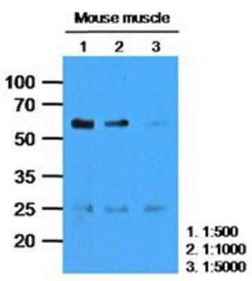 Western Blot: Calsequestrin 2 Antibody (4E10)BSA Free [NBP1-74043]