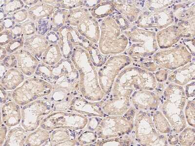 Immunohistochemistry-Paraffin: Calsyntenin-1 Antibody [NBP2-97117]