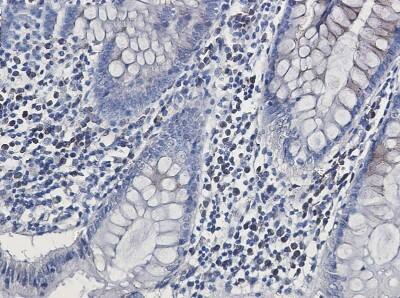 Immunohistochemistry-Paraffin: Calsyntenin-1 Antibody (S07-8H2) [NBP3-19850]