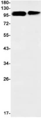 Western Blot: Calsyntenin-1 Antibody (S07-8H2) [NBP3-19850]