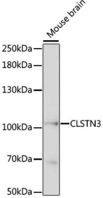 Western Blot: Calsyntenin-3 AntibodyAzide and BSA Free [NBP2-92260]