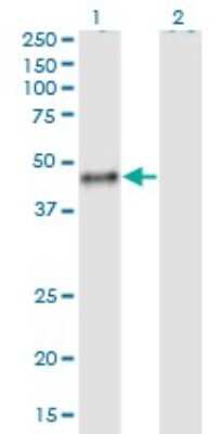 Western Blot: Calumenin Antibody (6C8) [H00000813-M02]