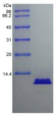 SDS-PAGE: Recombinant Canine CXCL8/IL-8 Protein [NBP2-34908]