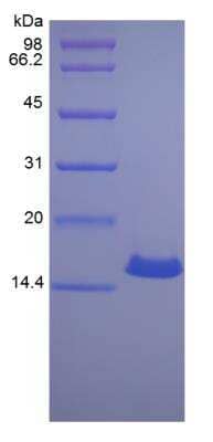 SDS-PAGE: Recombinant Canine IFN-gamma Protein [NBP2-34894]