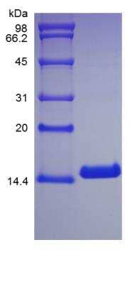 SDS-PAGE: Recombinant Canine IL-3 Protein [NBP2-34898]