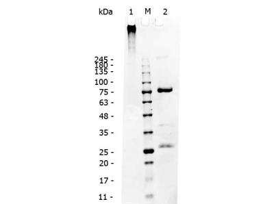 Western Blot: Canine IgM Isotype Control [NBP1-96787]