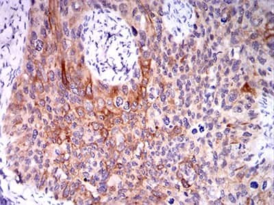 Immunohistochemistry-Paraffin: Canine Parvovirus Antibody (2G10A3) - BSA Free [NBP2-61721]