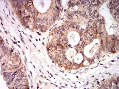 Immunohistochemistry-Paraffin: Canine Parvovirus Antibody (2G10A3) - BSA Free [NBP2-61721]