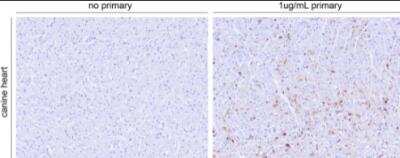 Immunohistochemistry-Paraffin: Canine Parvovirus Antibody (2G10A3) - BSA Free [NBP2-61721]