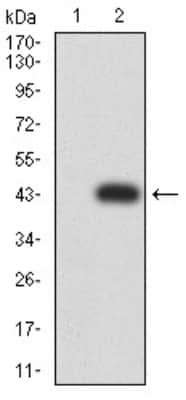 Western Blot: Canine Parvovirus Antibody (2G10A3)BSA Free [NBP2-61721]