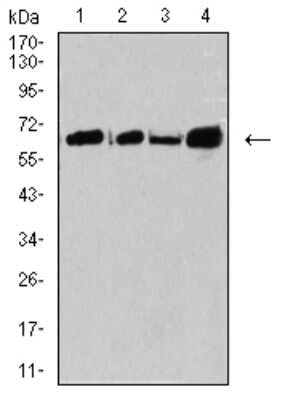 Western Blot: Canine Parvovirus Antibody (2G10A3)BSA Free [NBP2-61721]
