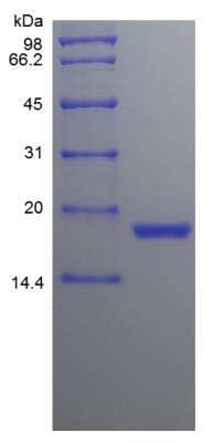 SDS-PAGE: Recombinant Canine SCF/c-kit Ligand Protein [NBP2-34912]