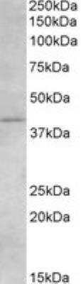 Western Blot: Cannabinoid R2/CB2/CNR2 Antibody [NB100-2458]