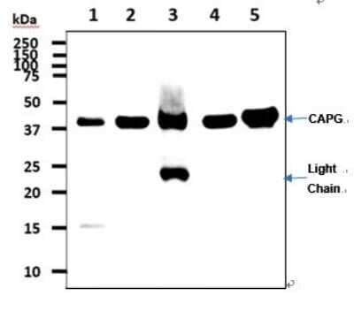 Western Blot: CapG Antibody (1D10)BSA Free [NBP2-59450]