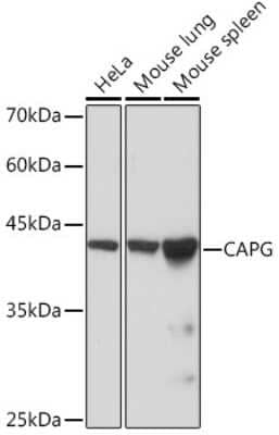 Western Blot: CapG Antibody (5V9G1) [NBP3-16408]