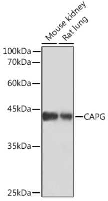 Western Blot: CapG Antibody (5V9G1) [NBP3-16408]