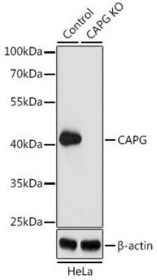 Western Blot: CapG AntibodyBSA Free [NBP2-92955]