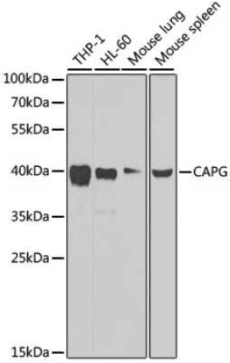 Western Blot: CapG AntibodyBSA Free [NBP2-92955]