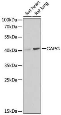 Western Blot: CapG AntibodyBSA Free [NBP2-92955]