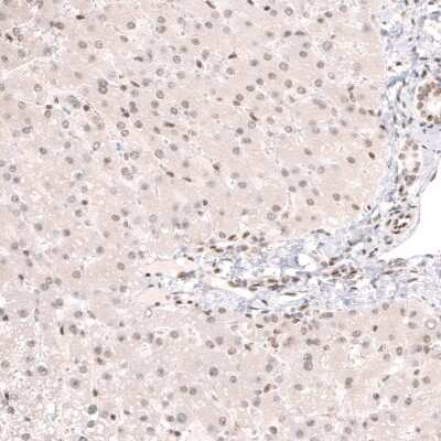 Immunohistochemistry-Paraffin: Capicua Antibody [NBP2-33420]