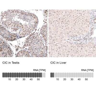 Immunohistochemistry-Paraffin: Capicua Antibody [NBP2-33420]