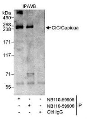 Immunoprecipitation: Capicua Antibody - BSA Free [NB110-59905]