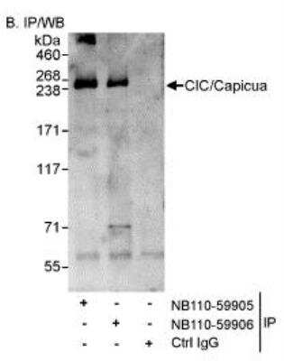 Immunoprecipitation: Capicua Antibody - BSA Free [NB110-59906]