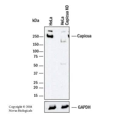 Knockout Validated: Capicua Antibody - BSA Free [NB110-59906]