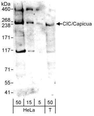 Western Blot: Capicua AntibodyBSA Free [NB110-59906]