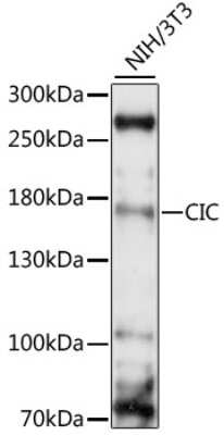 Western Blot: Capicua AntibodyAzide and BSA Free [NBP2-92230]