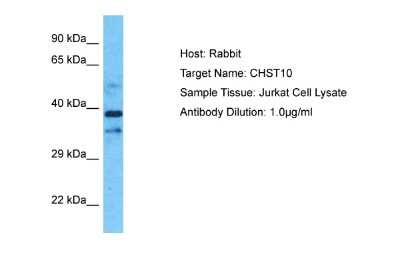 Western Blot: Carbohydrate Sulfotransferase 10/CHST10 Antibody [NBP2-84588]