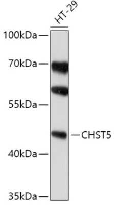 Western Blot: Carbohydrate Sulfotransferase 5/CHST5 AntibodyAzide and BSA Free [NBP2-92370]