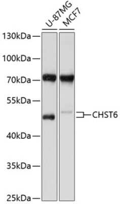 Western Blot: Carbohydrate Sulfotransferase 6/CHST6 AntibodyBSA Free [NBP2-92007]