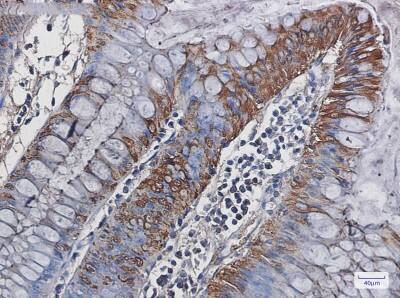 Immunohistochemistry-Paraffin: Carbonic Anhydrase I/CA1 Antibody (S03-8F1) [NBP3-19591]