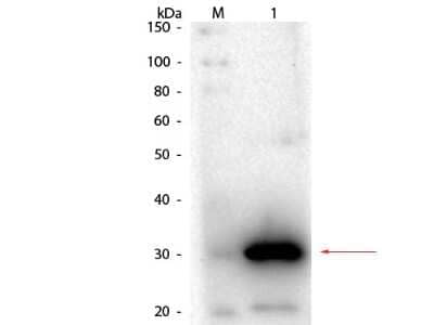 Western Blot: Carbonic Anhydrase I/CA1 Antibody [NB120-6619]