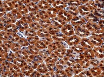 Immunohistochemistry-Paraffin: Carbonic Anhydrase II/CA2 Antibody (003) [NBP2-90677]