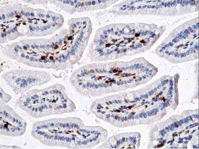 Immunohistochemistry-Paraffin: Carbonic Anhydrase II/CA2 Antibody (003) [NBP2-90677]