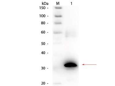 Western Blot: Carbonic Anhydrase II/CA2 Antibody [NB600-919]