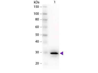 Western Blot: Carbonic Anhydrase II/CA2 Antibody [NB600-919]