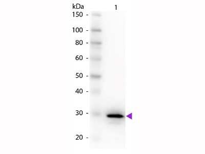 Western Blot: Carbonic Anhydrase II/CA2 Antibody [NB600-943]