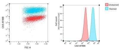 Flow Cytometry: Carbonic Anhydrase IV/CA4 Antibody (039) [NBP2-89518]