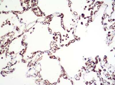 Immunohistochemistry-Paraffin: Carbonic Anhydrase IV/CA4 Antibody (039) [NBP2-89518]