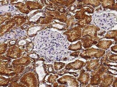 Immunohistochemistry-Paraffin: Carbonic Anhydrase IV/CA4 Antibody (039) [NBP2-89518]