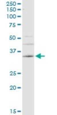 Western Blot: Carbonic Anhydrase IV/CA4 Antibody (4G6) [H00000762-M08]